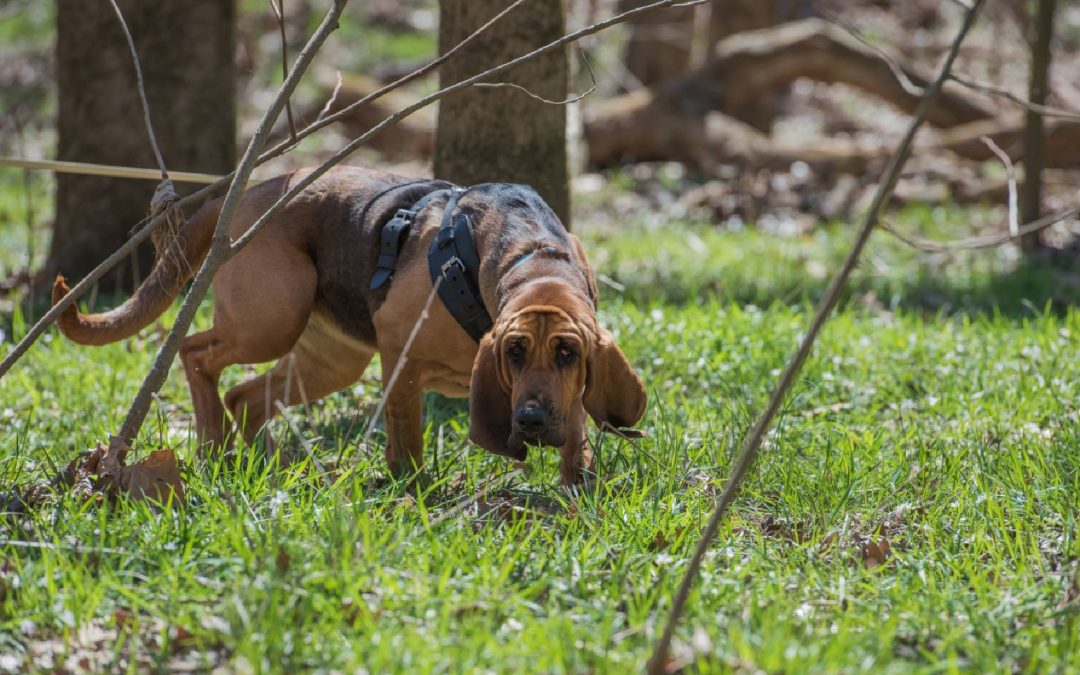Für Naseweise- der Hundeurlaub rund um Suchen und Apportieren