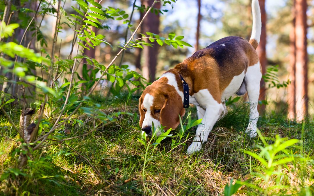 Das kleine Jägerlatein – DER Urlaub rund um das Jagdverhalten Deines Hundes