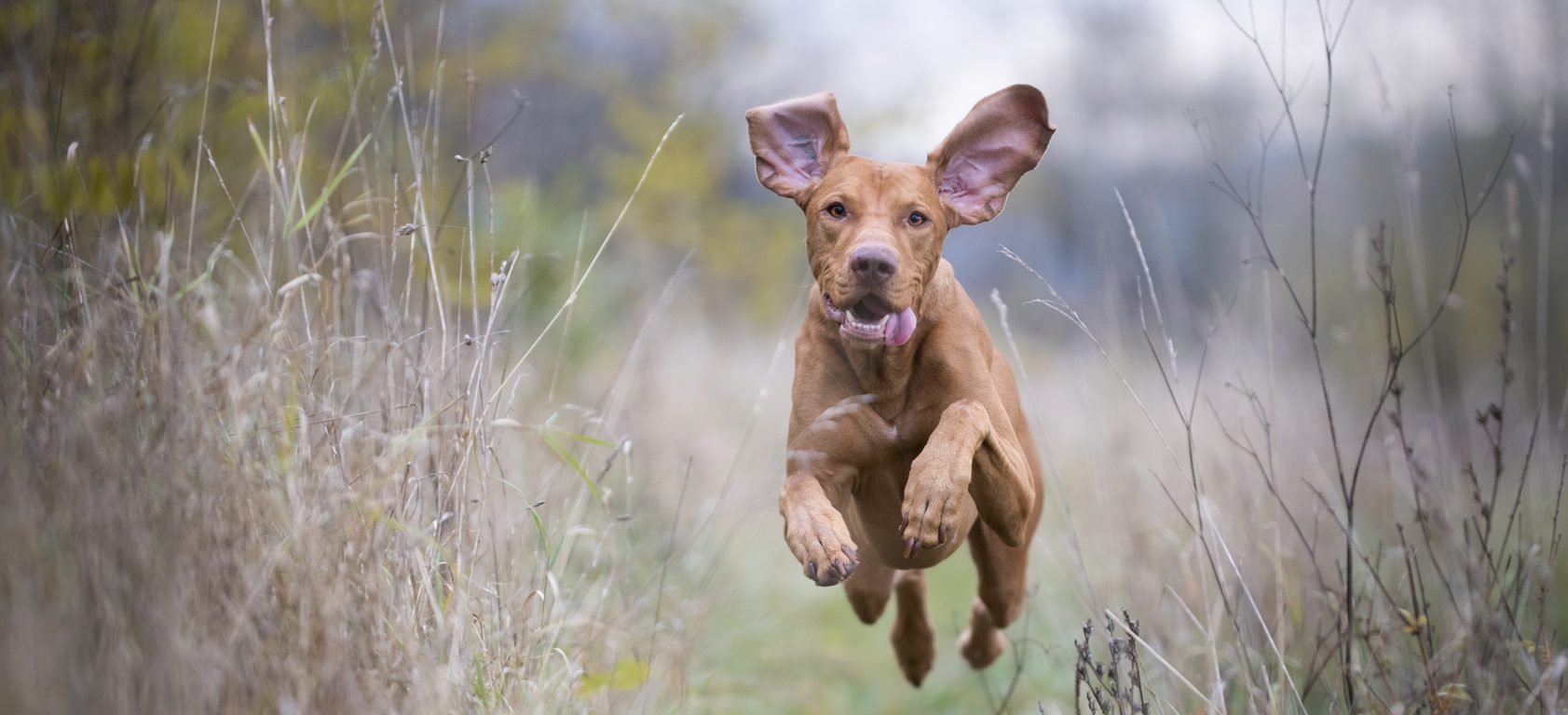 fotolia 181141695 subscription monthly m e1519461029492