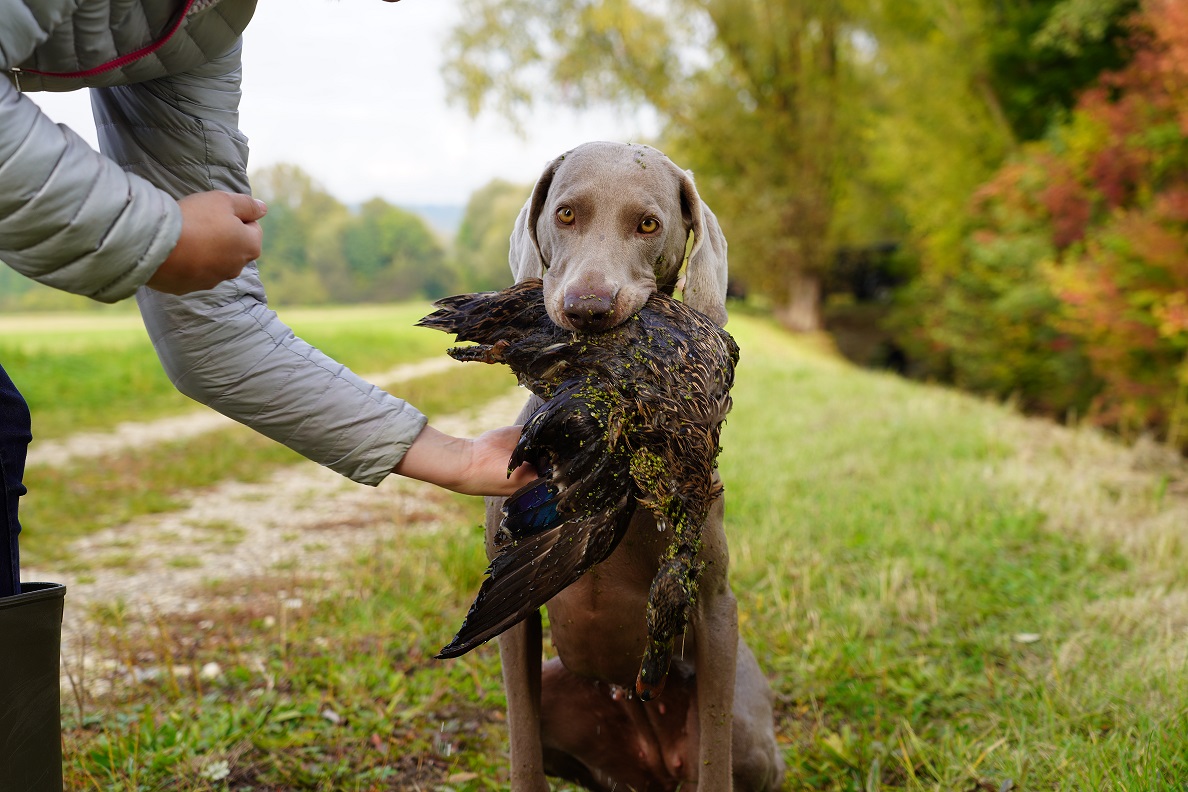 Jagdhund apportiert Ente