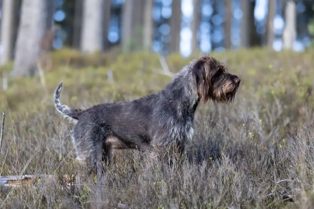 Home Deutsch Drahthaar steht aufmerksam im herbstlichen Gelände