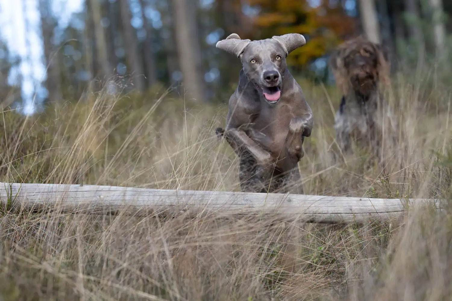 Die Schleppleine: Sicherheitsnetz oder Freiheitsbremse für deinen Jagdhund? Zwei Jagdhunde laufen frei und orientiert über eine Wiese