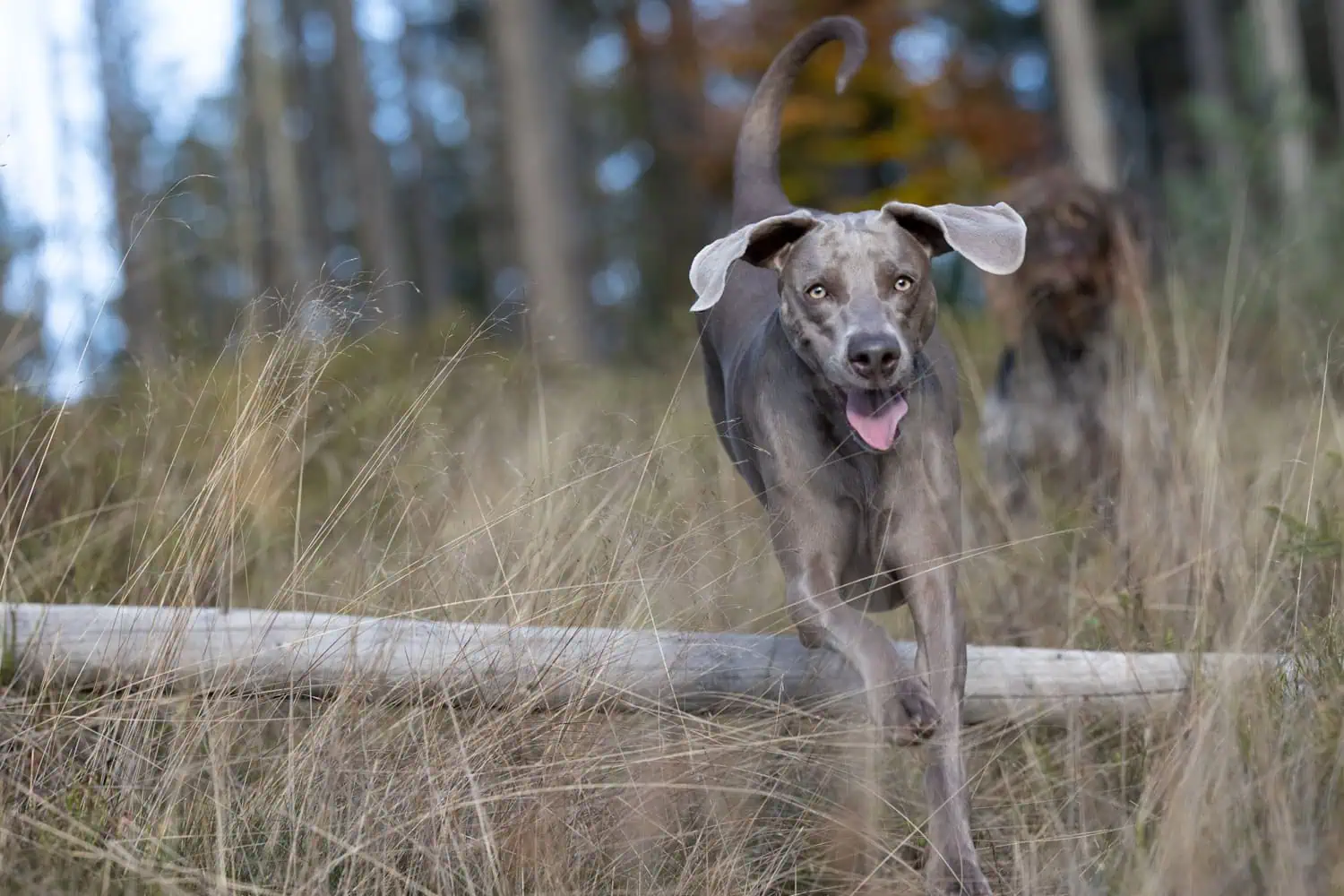 Zwei Jagdhunde laufen nebeneinander über eine Wiese und bleiben dabei orientiert