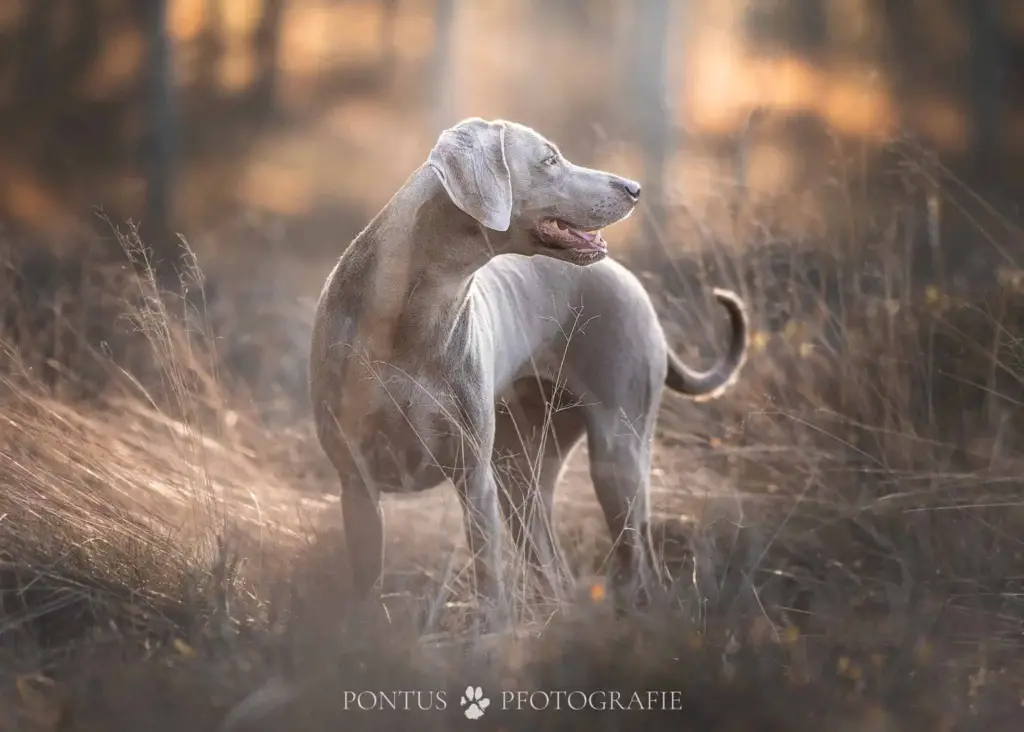 Weimaraner steht im lichten Herbstwald und schaut zur Seite