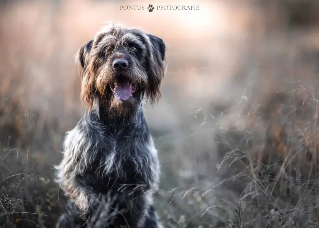 Welcher Jagdhund passt zu dir? 7 Rassen im ehrlichen Vergleich Rauhaariger Jagdhund sitzt aufmerksam im herbstlichen Gras