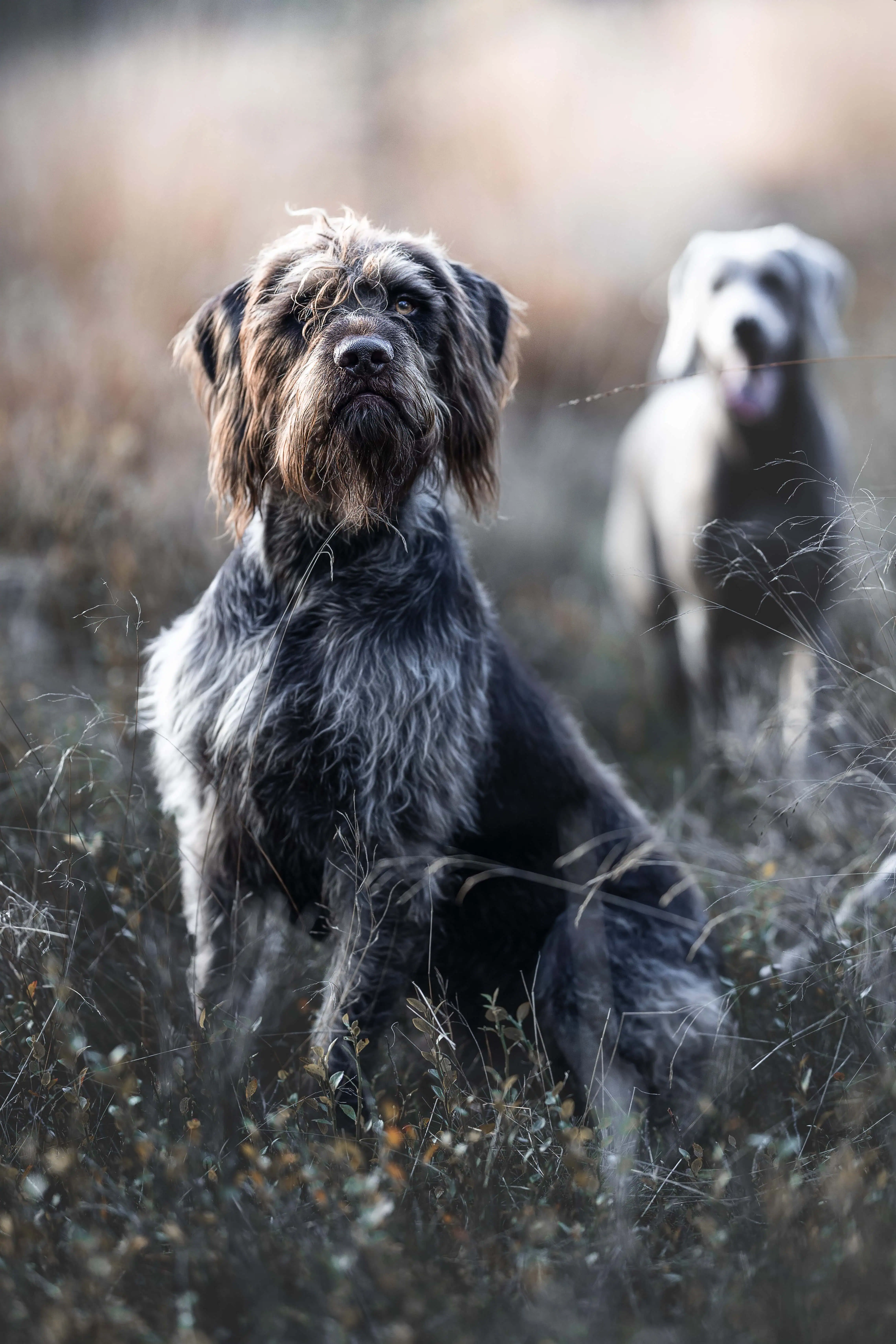 Die hartnäckigsten Jagdhund-Mythen – und was wirklich dran ist Zwei Jagdhunde im hohen Gras: ein Deutsch Drahthaar vorn, ein heller Hund dahinter