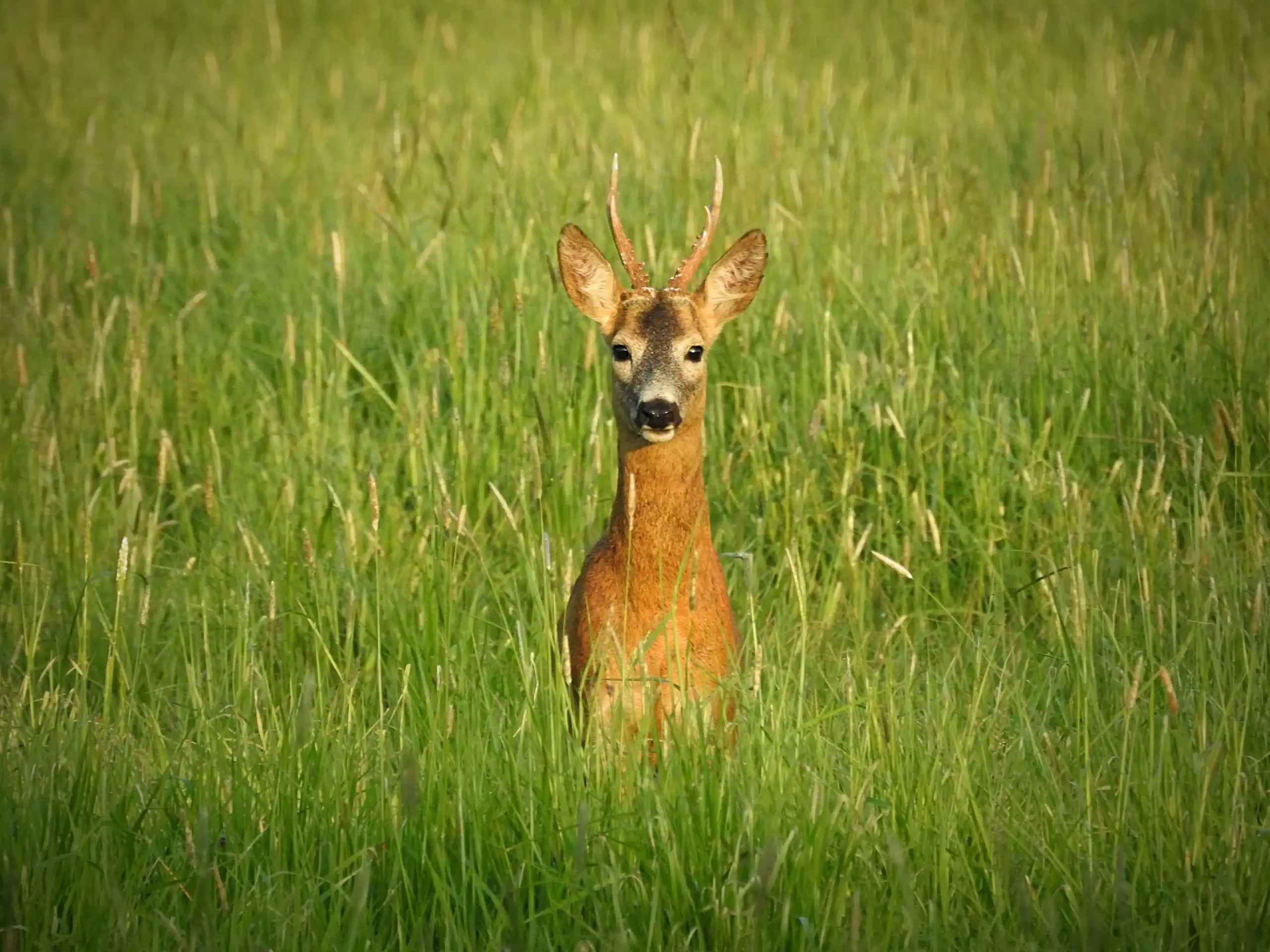 Rehbock äugt im hohen Gras – klassischer Auslöser für das Vorstehen beim Jagdhund
