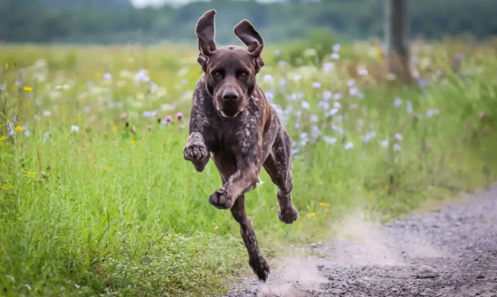 Jagdhund rennt in vollem Lauf über einen Feldweg