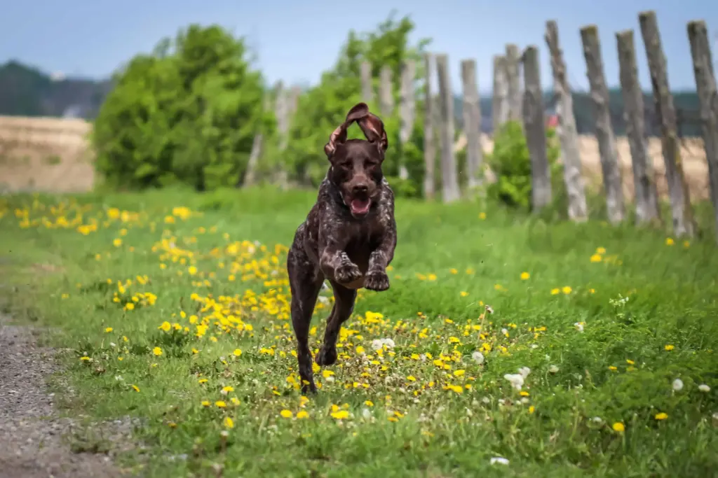 Jagdhund auslasten: Warum Bällchenwerfen nach hinten losgeht marie pier fillion keybqnsyws unsplash