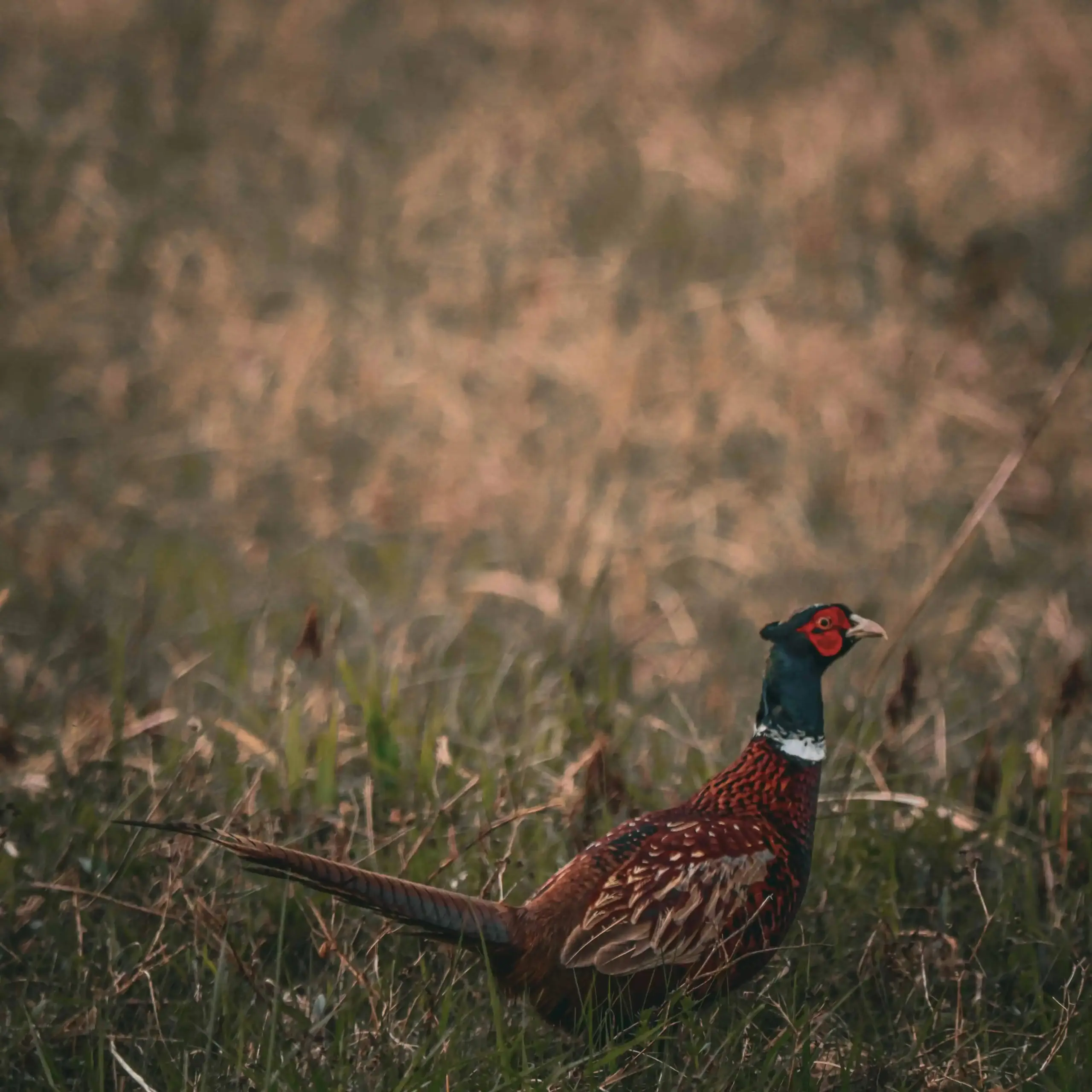 nikola tomasic 0bpszy0gkck unsplash
