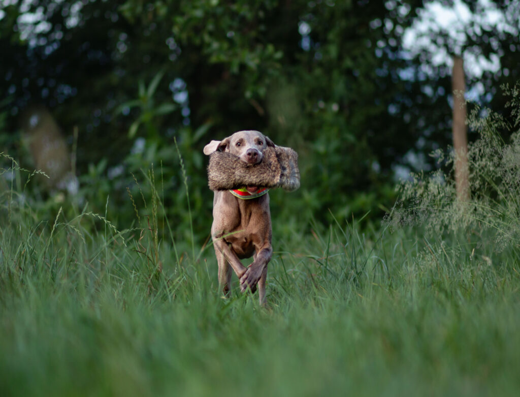 Das Tauschgeschäft: Warum Geben für den Hund ein Gewinn ist img 1152 2