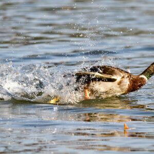 andrey tikhonovskiy kupwiun6sy unsplash