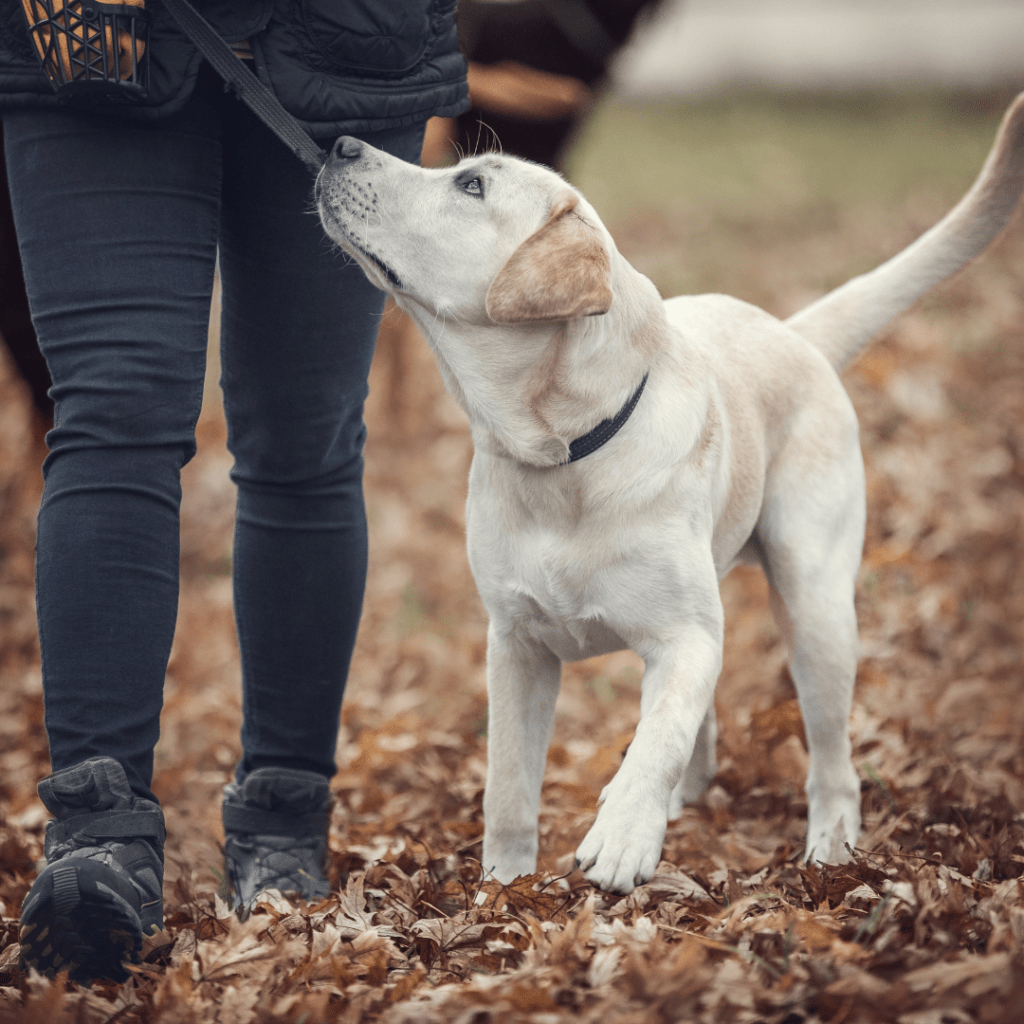 Home Heller Labrador geht dicht neben seinem Menschen und schaut aufmerksam zu ihm hoch