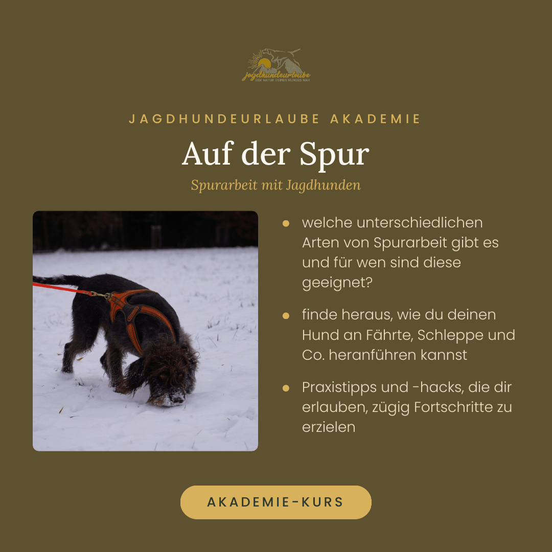 Schweißarbeit und Nachsuche: von der Trainingsfährte zur VSwP Produktkachel Webinar Auf der Spur – Fährten- und Schleppenarbeit für Jagdhunde
