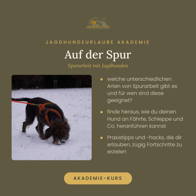 Produktkachel Video-Kurs Auf der Spur – Spurarbeit mit Jagdhunden