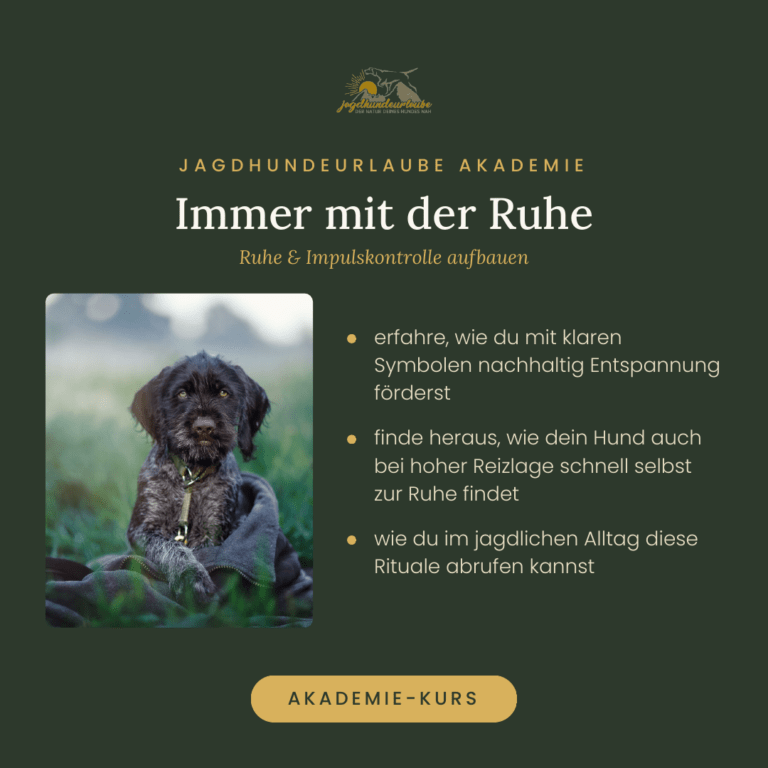 Produktkachel Video-Kurs Immer mit der Ruhe – Ruhe und Impulskontrolle für Jagdhunde