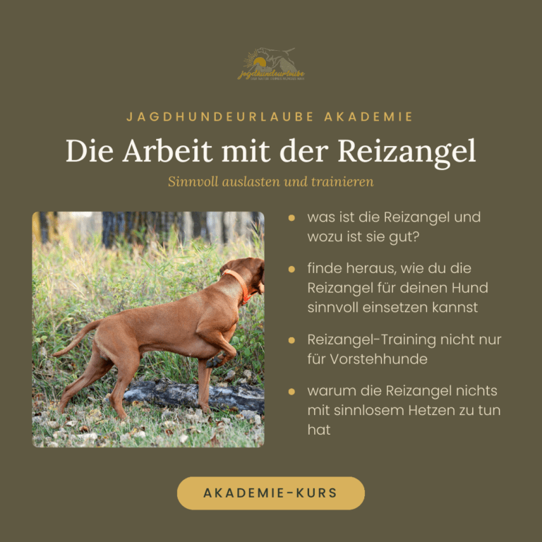 Produktkachel Video-Kurs Die Arbeit mit der Reizangel – Auslastung für Jagdhunde