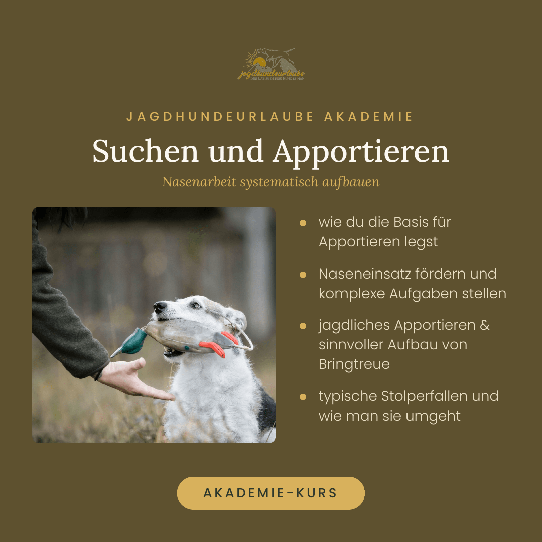 Die Bringtreueprüfung (Btr): der ehrlichste Test Produktkachel Webinar Suchen und Apportieren für Jagdhunde