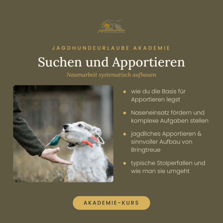 Produktkachel Video-Kurs Suchen und Apportieren – Nasenarbeit für Jagdhunde