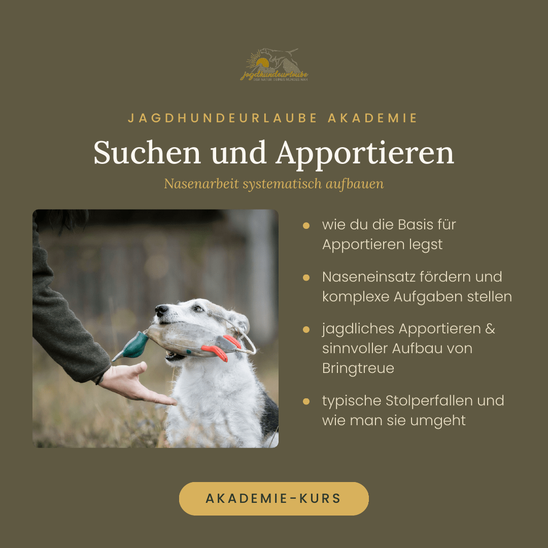 Apportieren beim Jagdhund: Der komplette Aufbau – ohne Zwang, mit System Produktkachel Video-Kurs Suchen und Apportieren – Nasenarbeit systematisch aufbauen