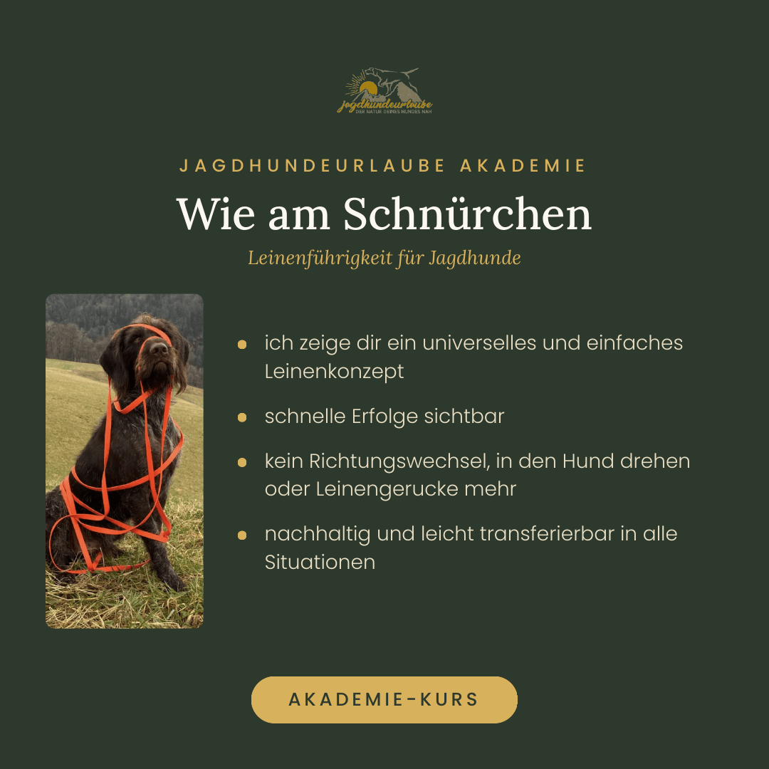 Produktkachel Video-Kurs Wie am Schnürchen – Leinenführigkeit für Jagdhunde