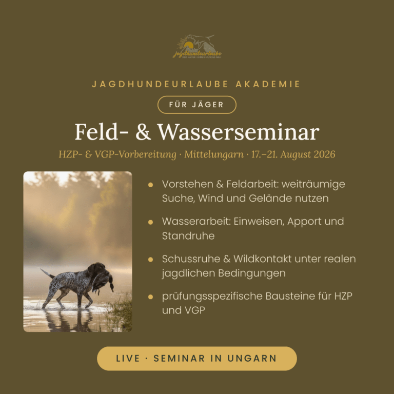 Produktkachel Feld- und Wasserseminar in Ungarn – Deutsch Kurzhaar apportiert Ente aus dem Wasser
