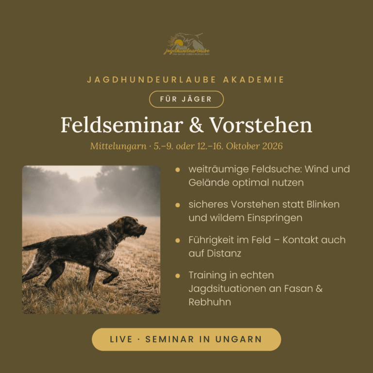 Produktkachel Feldseminar und Vorstehen in Ungarn – vorstehender Deutsch Drahthaar im nebligen Feld