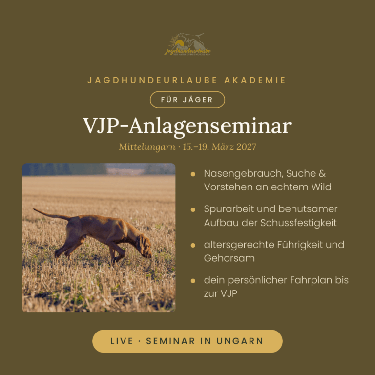Produktkachel VJP-Anlagenseminar in Ungarn – junger Vizsla beim Vorstehen im Stoppelfeld