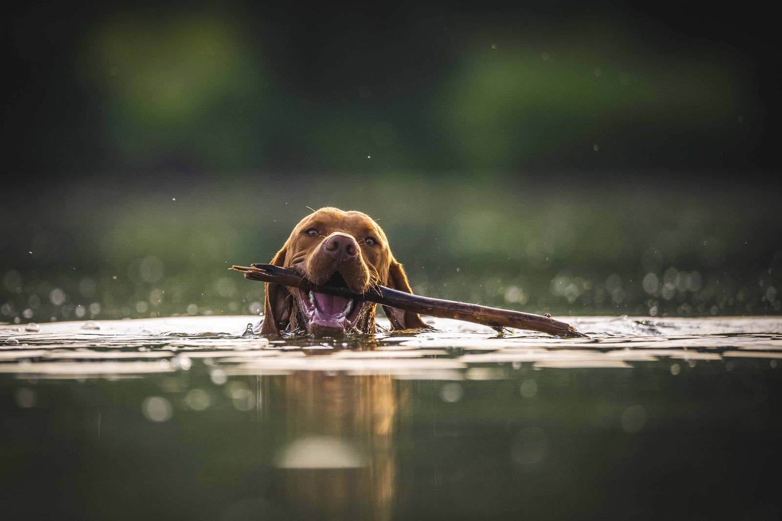 Jagdhund apportiert aus dem Wasser
