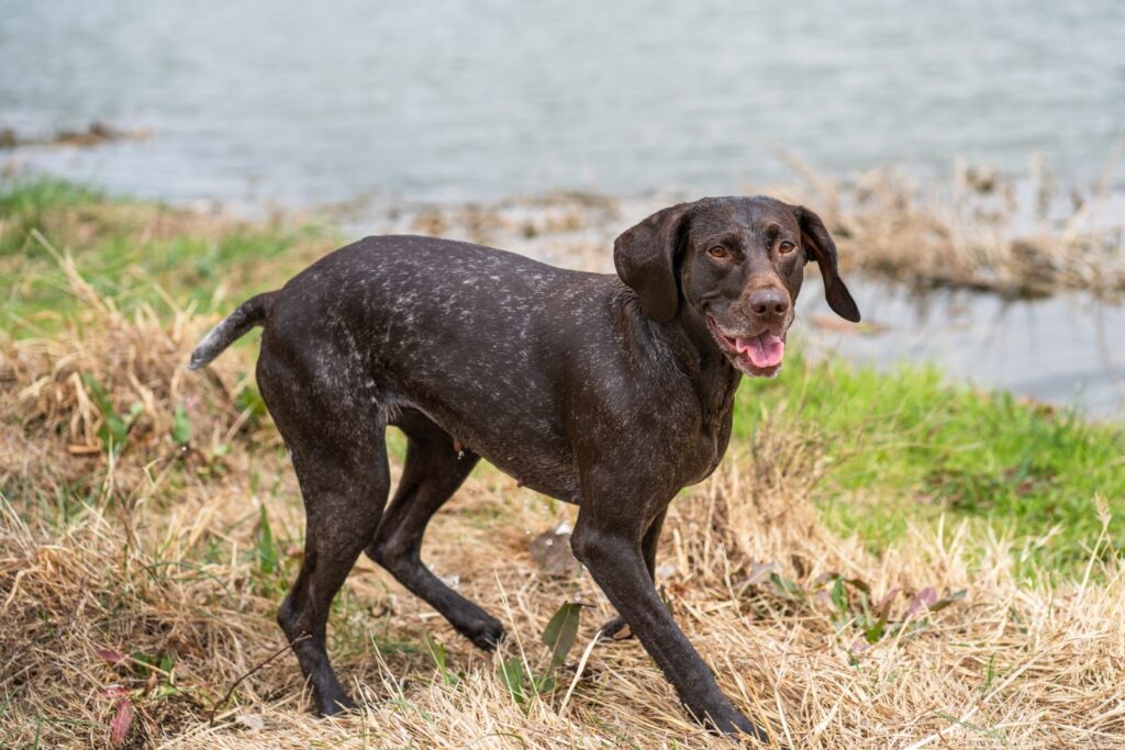 Home Vorstehhund arbeitet konzentriert am Ufer eines Gewässers