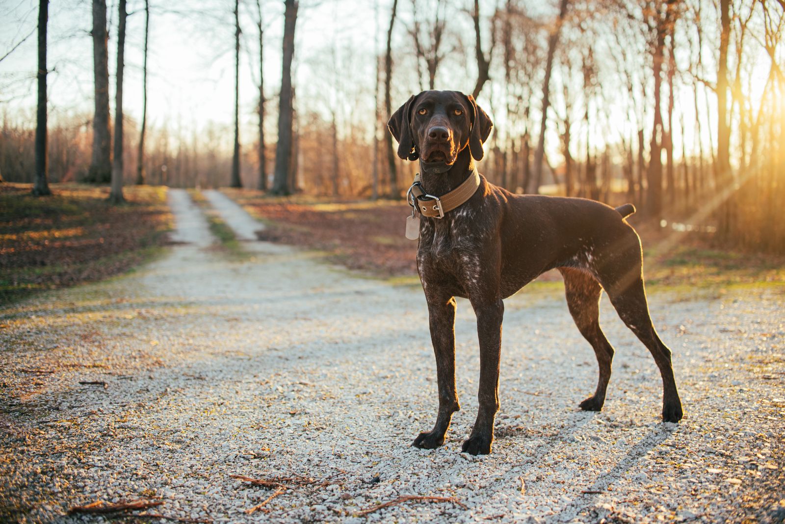 Die 7 häufigsten Fehler im Leben mit Jagdhund – und wie du sie vermeidest Deutsch-Kurzhaar auf einem herbstlichen Waldweg