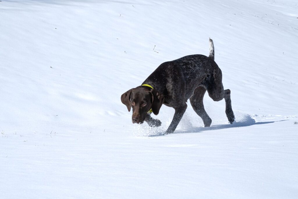 Home Deutsch-Kurzhaar sucht mit tiefer Nase im Schnee