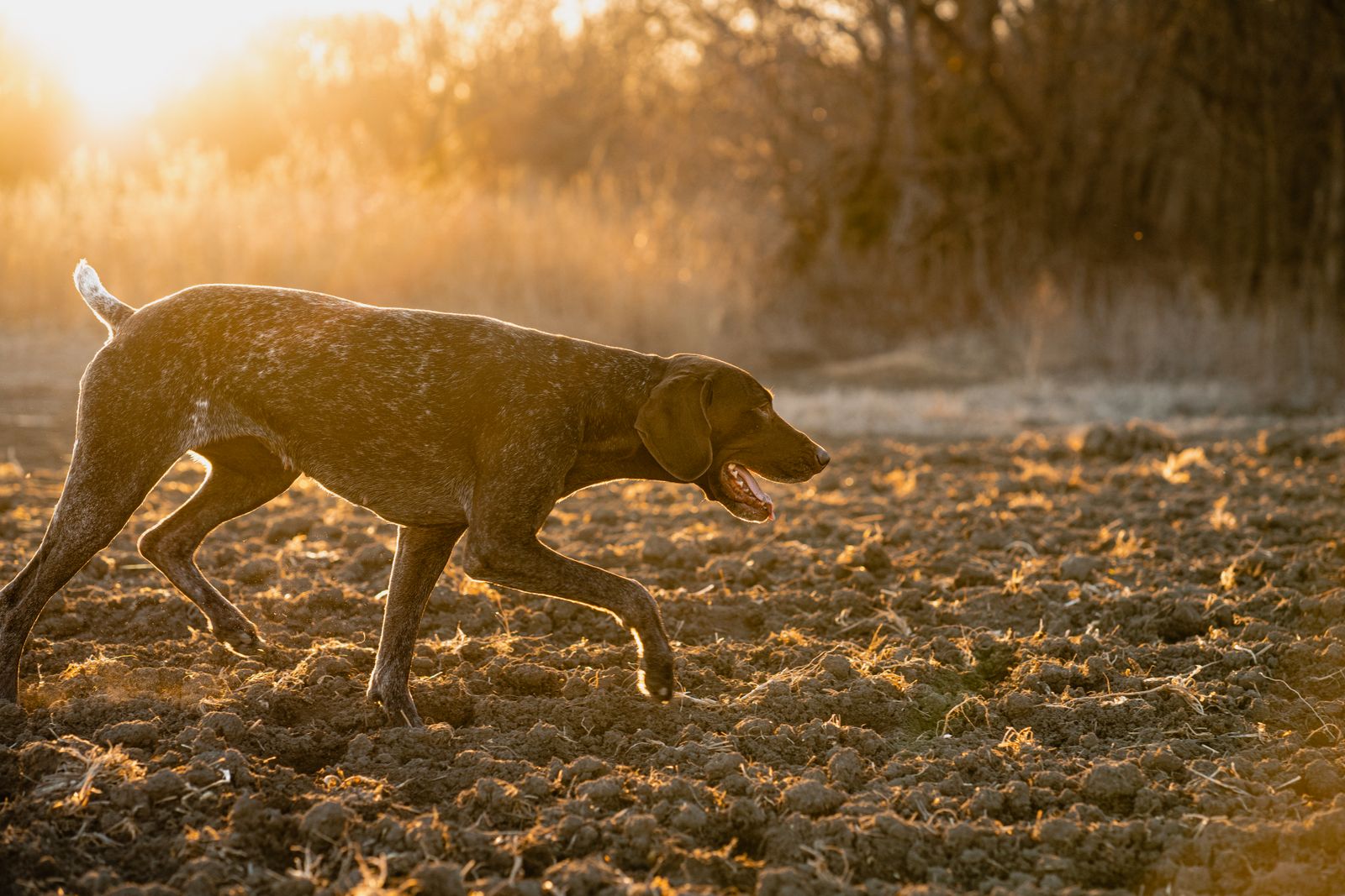 Jagdhund auslasten: Warum Bällchenwerfen nach hinten losgeht Deutsch-Kurzhaar arbeitet konzentriert im Abendlicht auf dem Feld