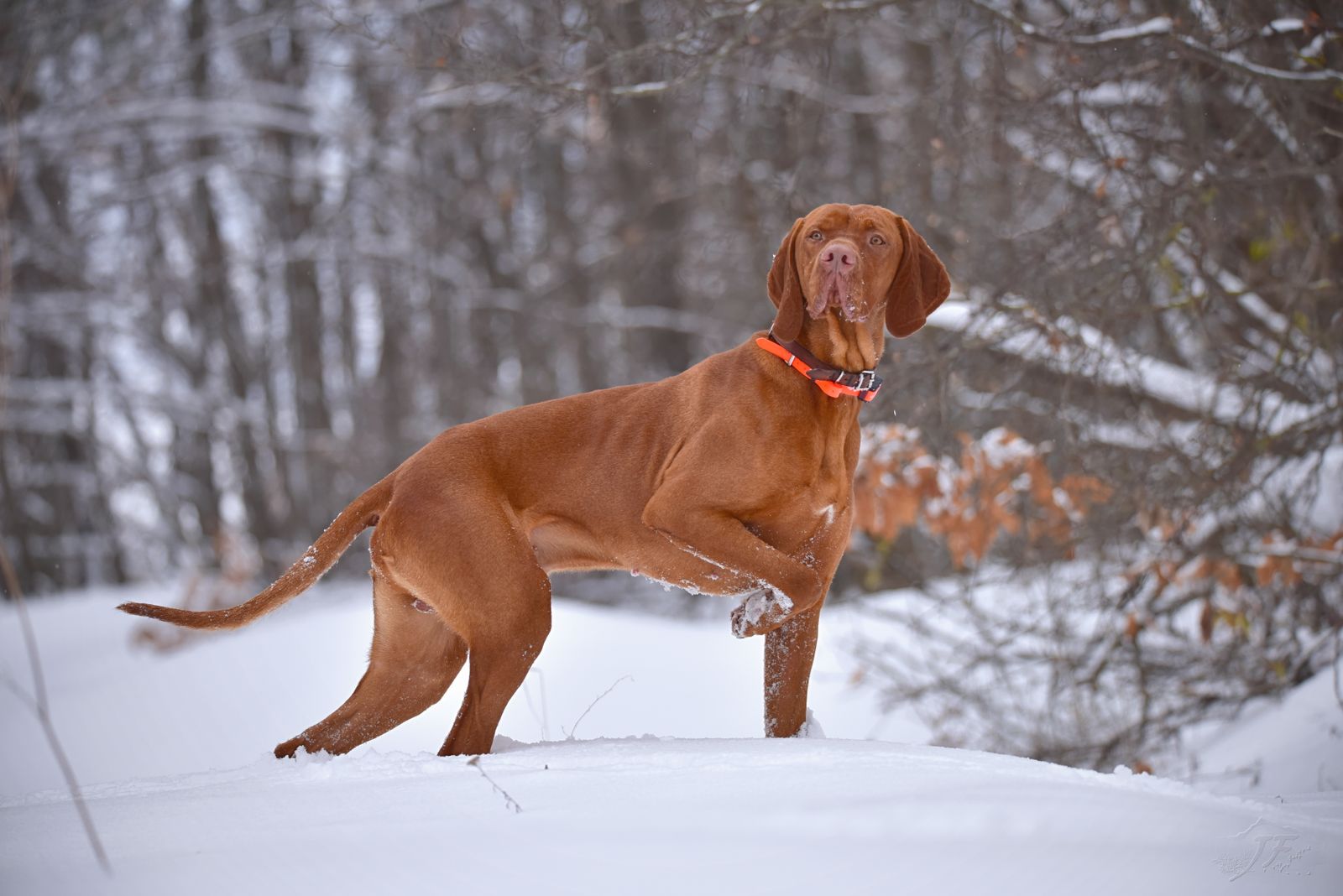 Rückruf trotz Jagdtrieb: Warum „Hier!" nicht reicht – und was stattdessen funktioniert Magyar Vizsla steht wachsam im Schnee