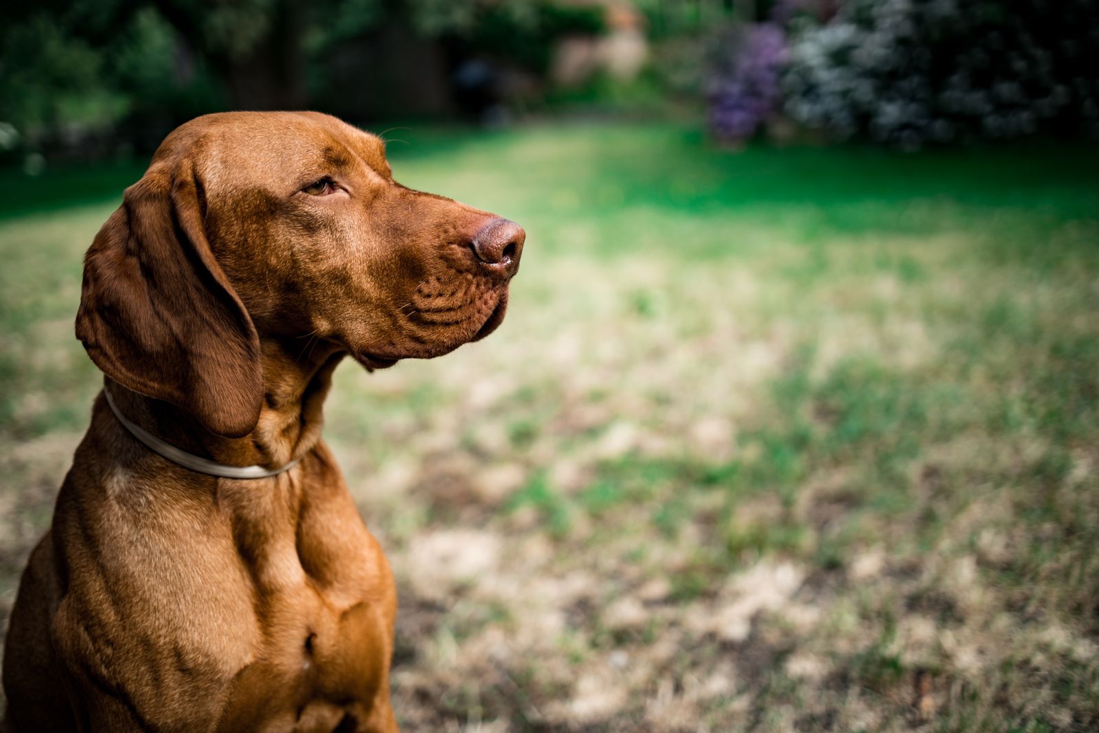 Magyar Vizsla schaut aufmerksam