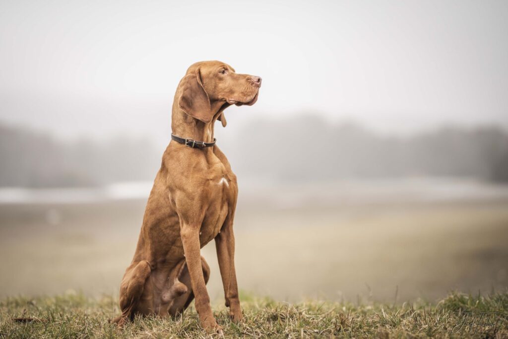 Magyar Vizsla sitzt aufmerksam im nebligen Feld