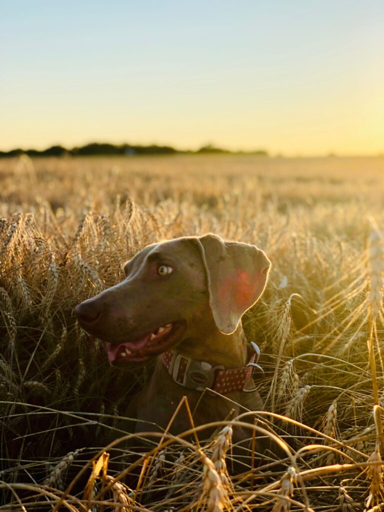 Home Weimaraner steht im Abendlicht im Kornfeld