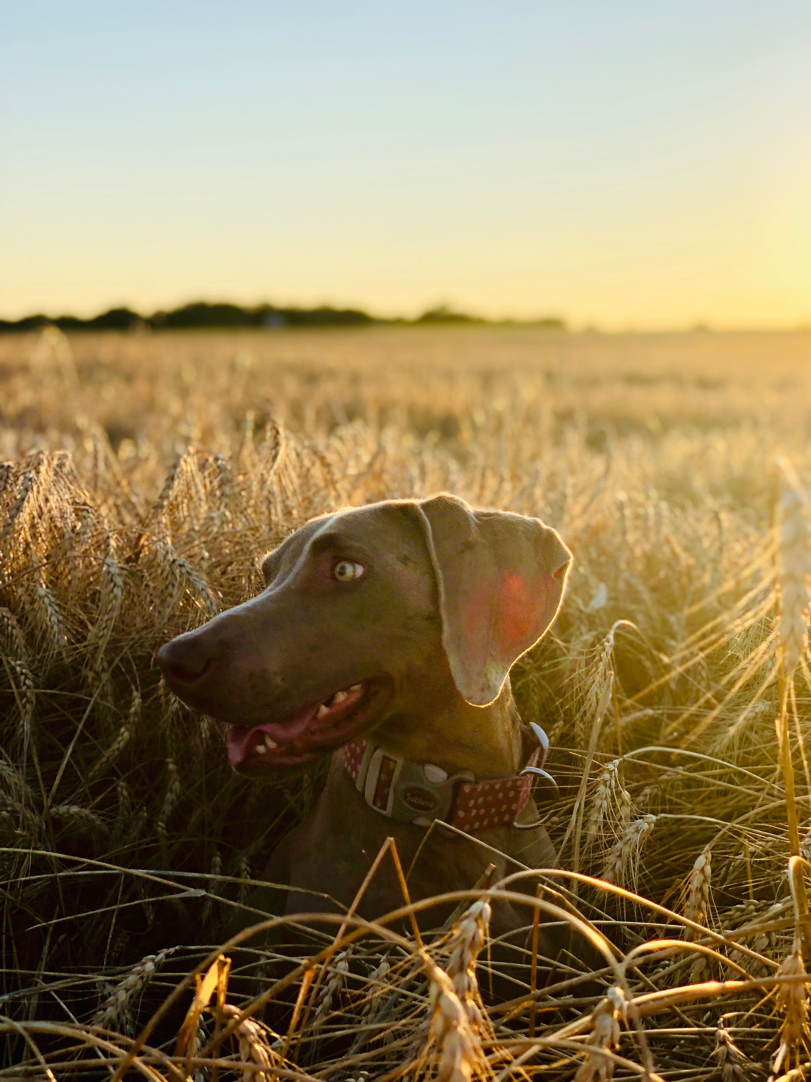 Welcher Jagdhund passt zu dir? 7 Rassen im ehrlichen Vergleich Weimaraner steht im Abendlicht im Kornfeld