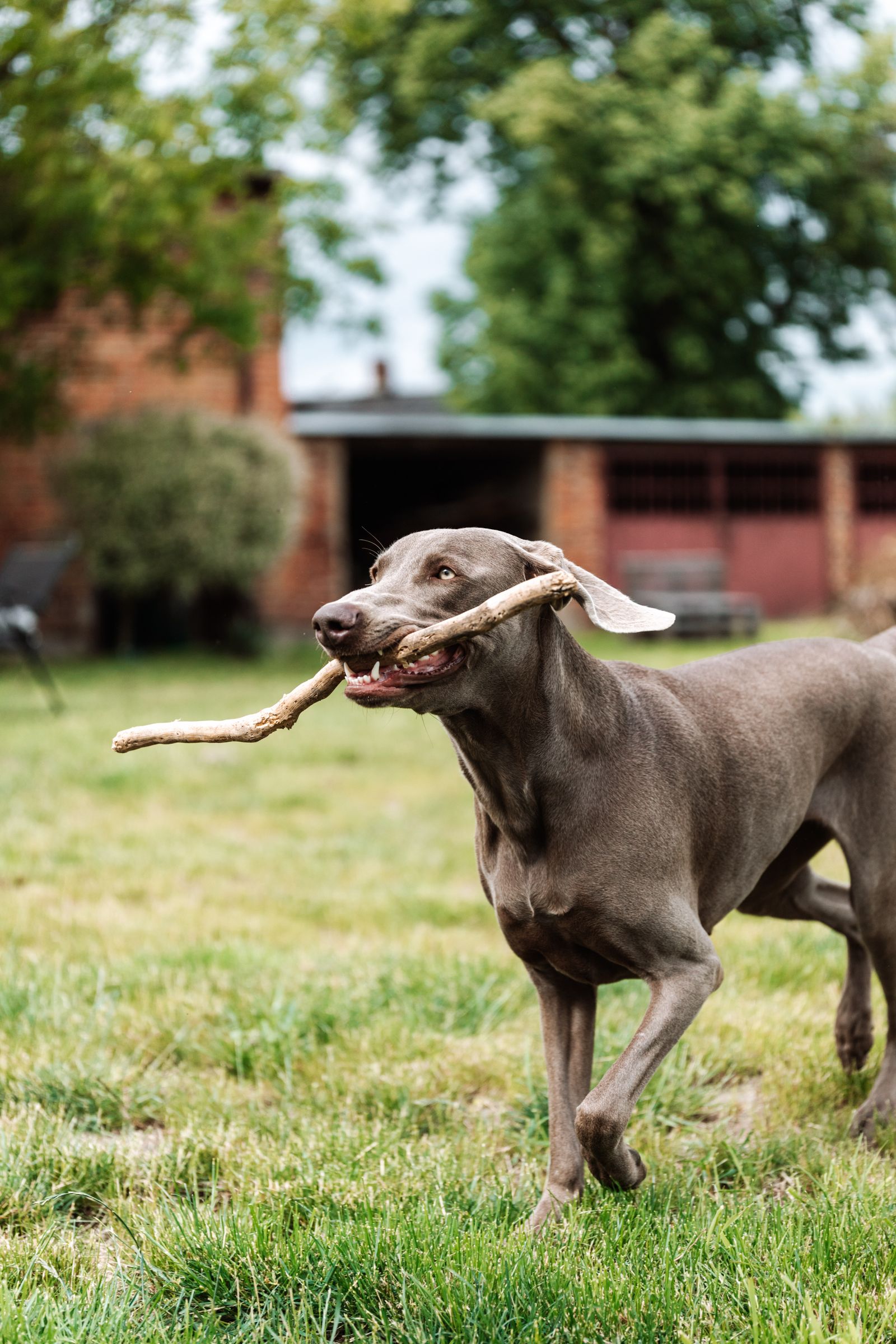 Apportieren beim Jagdhund: Der komplette Aufbau – ohne Zwang, mit System Weimaraner trägt freudig ein Apportel