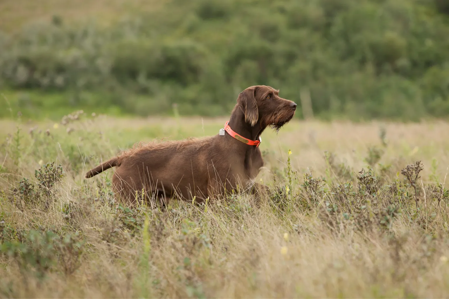 Vorstehhund arbeitet konzentriert im hohen Gras im Feld