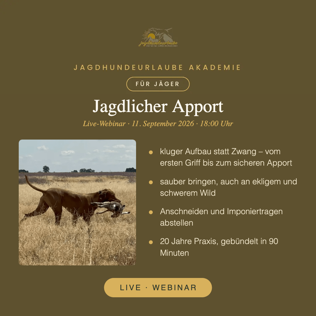 Jagdlicher Apport – Live-Webinar am 11. September 2026 Vizsla trägt Wild im Feld – Kachel zum Live-Webinar Jagdlicher Apport der Jagdhundeurlaube Akademie
