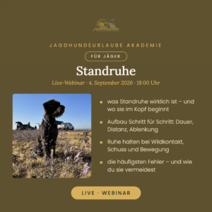 Deutsch Drahthaar sitzt ruhig im Feld – Kachel zum Live-Webinar Standruhe der Jagdhundeurlaube Akademie