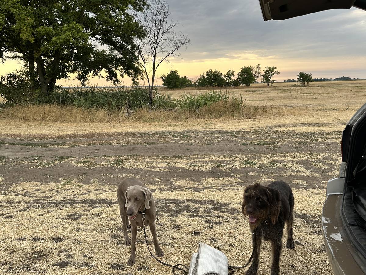 Jagdhundetraining in Ungarn: was eine Woche im Feld wirklich bewegt Weimaraner und Deutsch Drahthaar am frühen Morgen am Feldrand in Ungarn, im Hintergrund Schilfgürtel