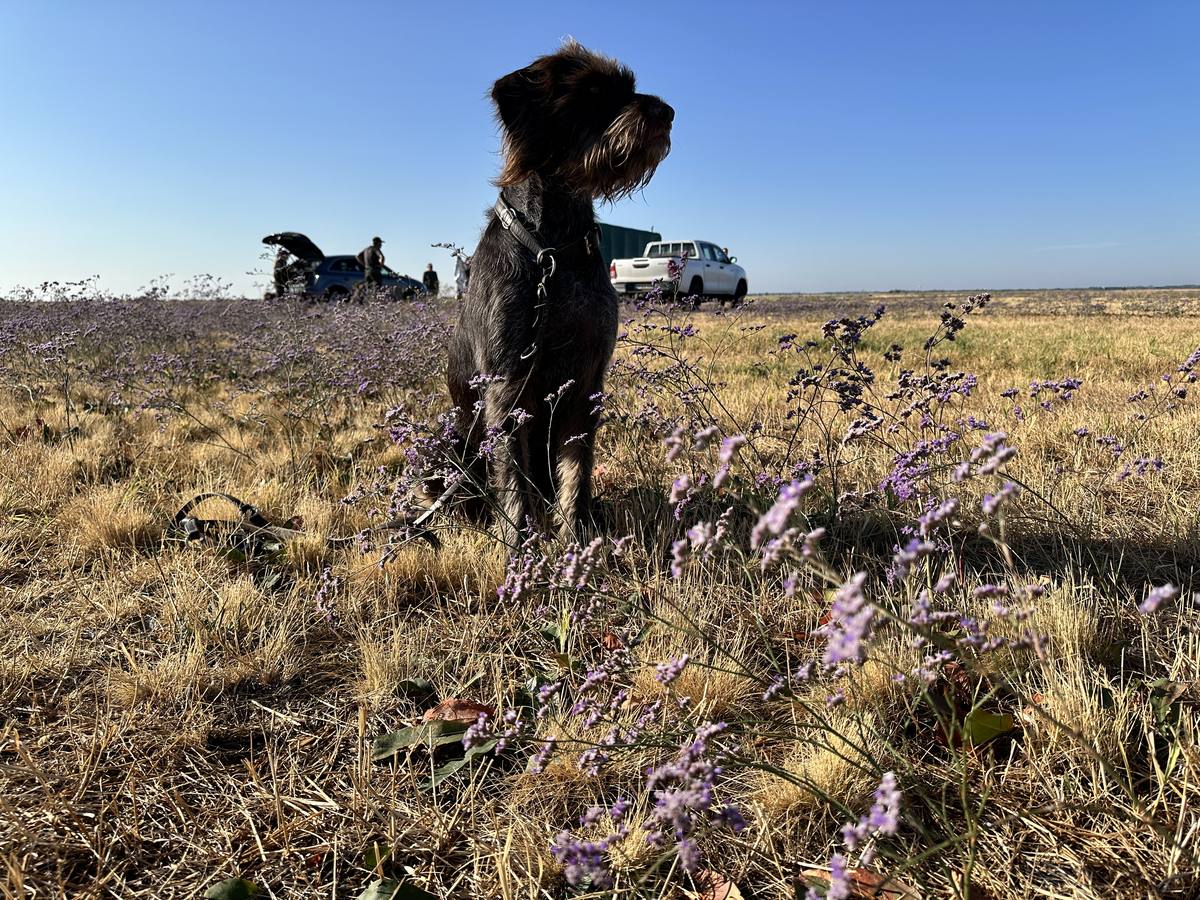 Jagdhundetraining in Ungarn: was eine Woche im Feld wirklich bewegt Deutsch Drahthaar sitzt aufmerksam in der weiten ungarischen Puszta zwischen blühendem Steppenflieder