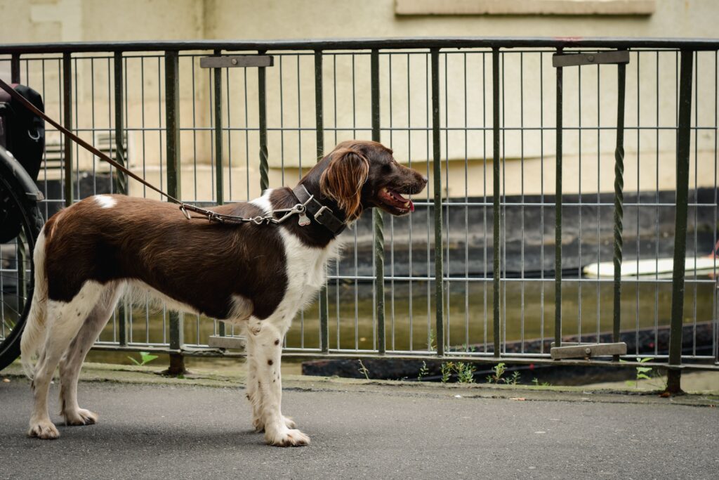 Kleiner Münsterländer steht aufmerksam an lockerer Leine im Freien