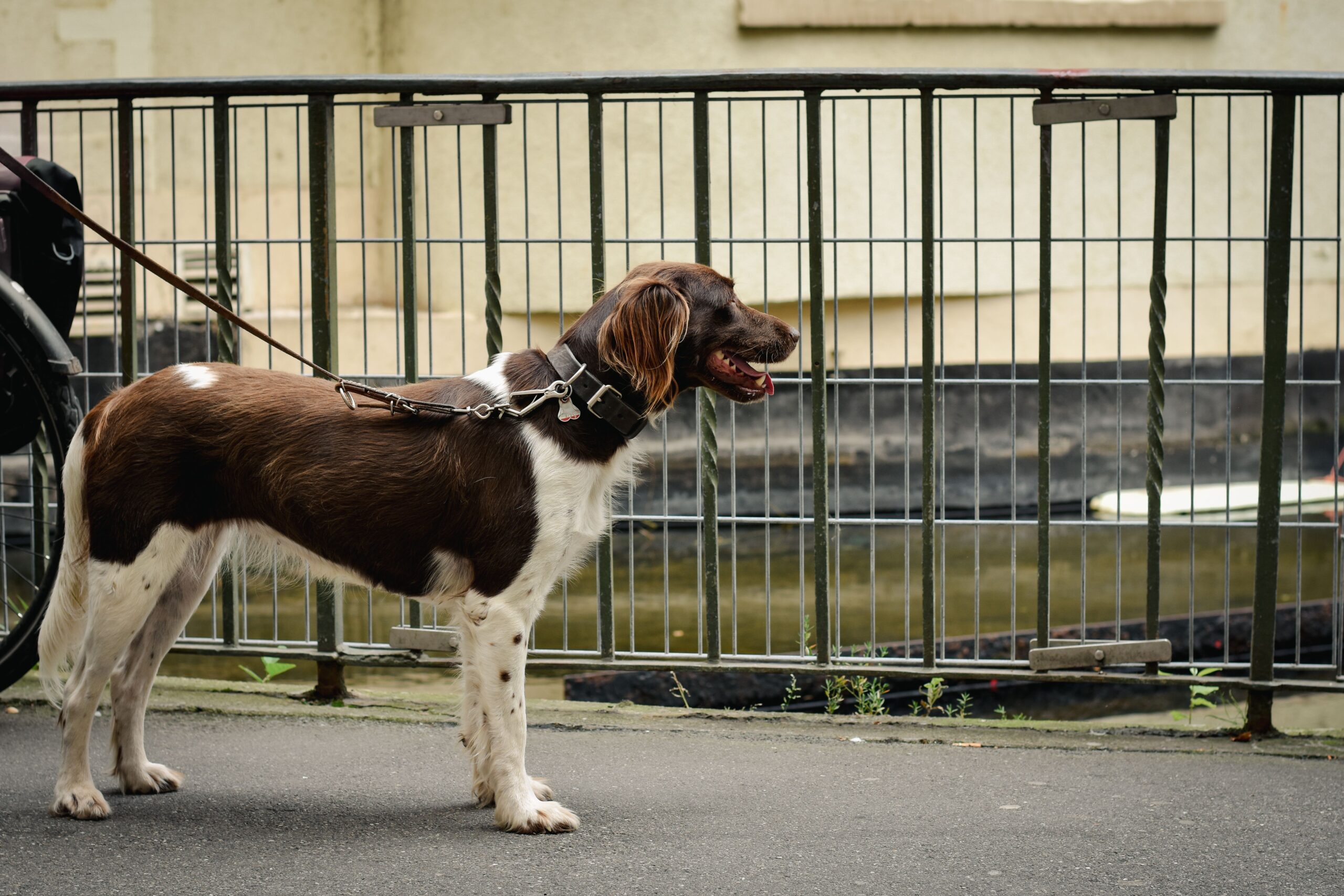 Blog Kleiner Münsterländer steht aufmerksam an lockerer Leine im Freien