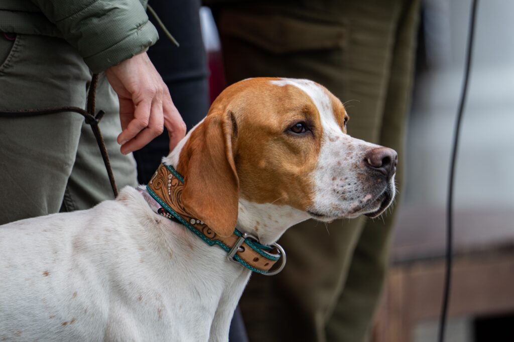 Home Pointer steht ruhig neben seinem Menschen und wartet auf die Freigabe