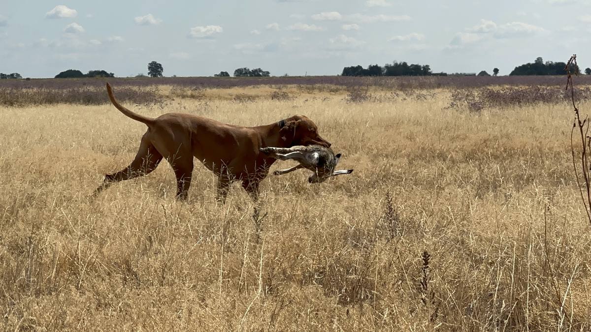 Jagdhundetraining in Ungarn: was eine Woche im Feld wirklich bewegt Magyar Vizsla trägt beim Verlorenbringen ein Stück kaltes Wild durch ein abgeerntetes Feld in Ungarn