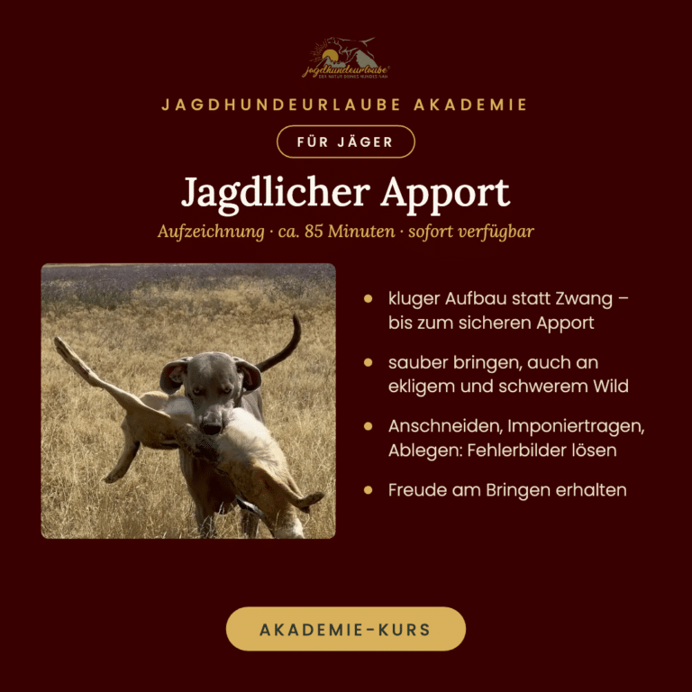 Weimaraner apportiert einen Hasen im Feld – Jagdlicher Apport, Aufzeichnung, Jagdhundeurlaube Akademie