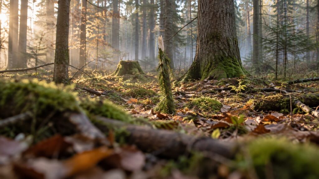 Ein senkrecht in den Waldboden gesteckter Fichtenbruch markiert eine Stelle im herbstlichen Wald